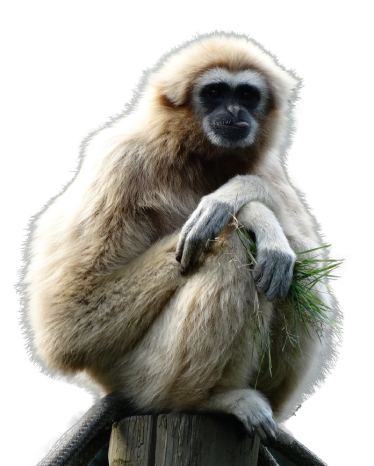 The Mini Zoo - Gibbon